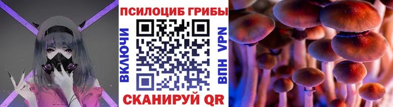 закладка  Лукоянов  Псилоцибиновые грибы Cubensis 